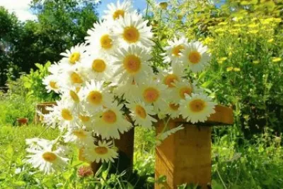 margaridas