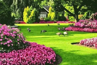 jardim