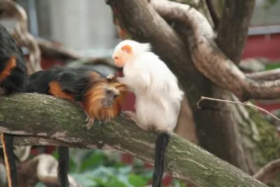 Monkeys