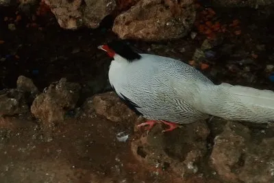 bird