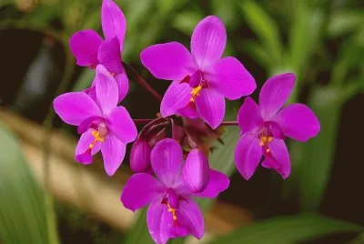 spathoglottis