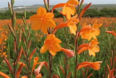 watsonia