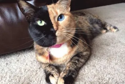 venus