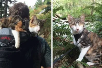 gato ciego