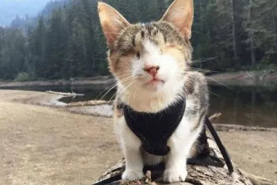 פאזל של gato ciego 2