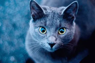 gato azul