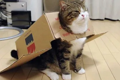 gato encajonado