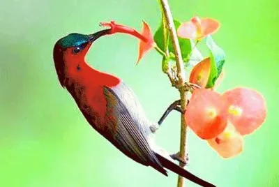 Bird