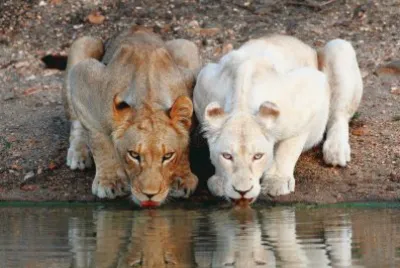 FELINOS