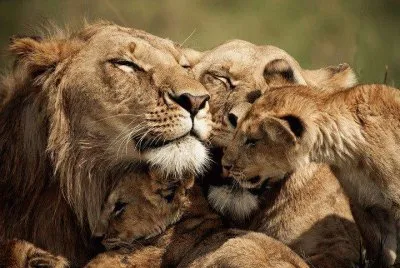 FELINOS