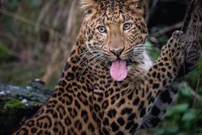 FELINOS