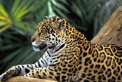FELINOS
