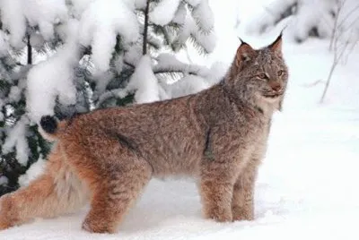 FELINOS