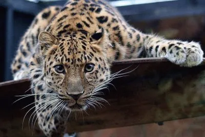 FELINOS