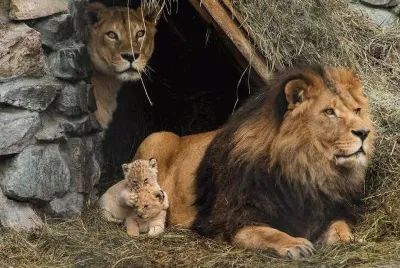 FELINOS