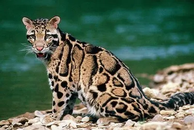 FELINOS