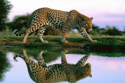 FELINOS