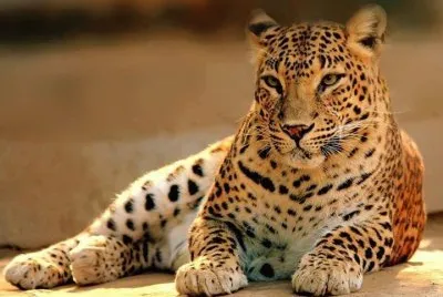 FELINOS