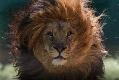FELINOS