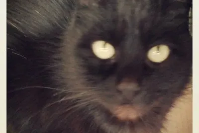 Gatita negra