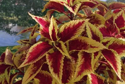 coleus