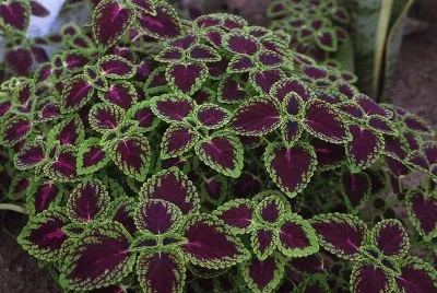coleus