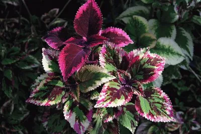 coleus