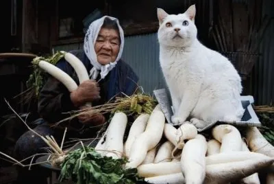 gato y seÃ±ora 3