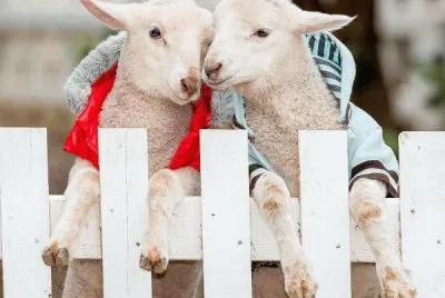 pareja de cabras