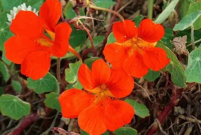fleurs