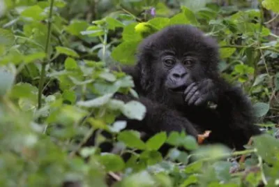 PARQUE NACIONAL VIRUNGA