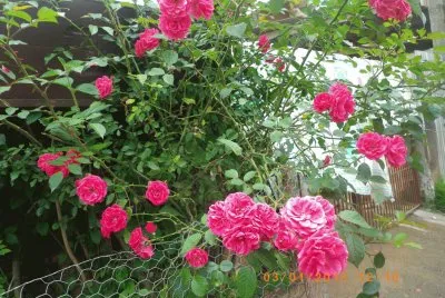 Roseira