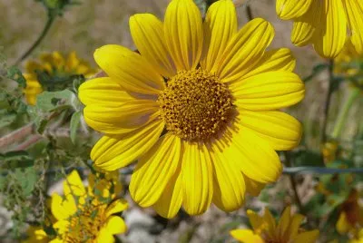 פאזל של tithonia