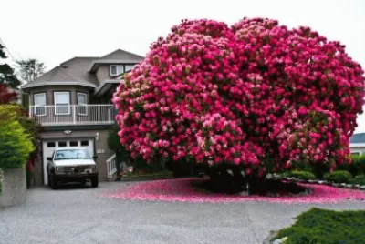 פאזל של arbol rojo