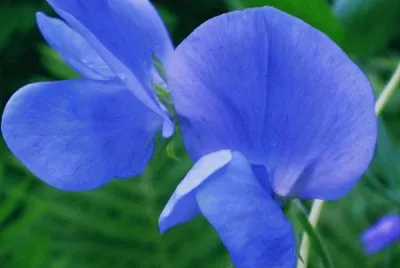 פאזל של fleur