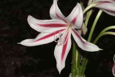 crinium