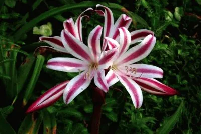 crinium