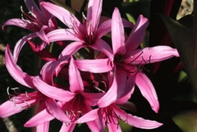 crinium
