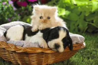 amigos