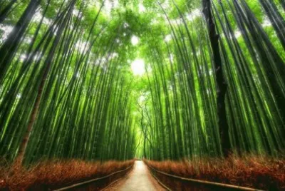 Paseo de BambuÌ, Kyoto, JapoÌn