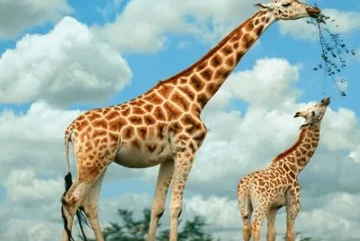 Jirafas
