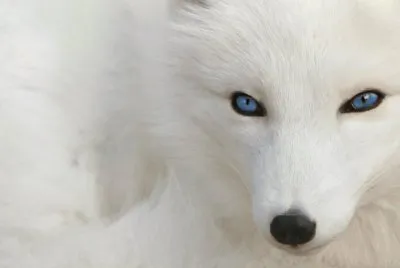 Lobo