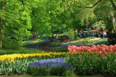 tulipanes jigsaw puzzle