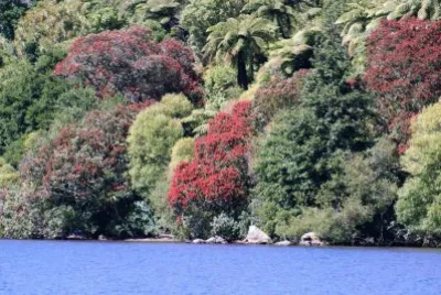 Lake Tarawera jigsaw puzzle