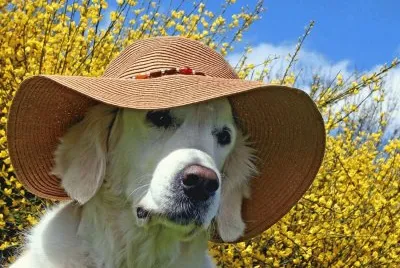 pero con sombrero