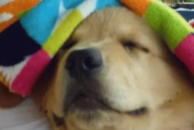MÃ¡ximo, durmiendo