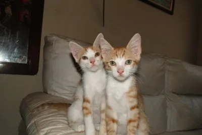 Gatos no Sofá