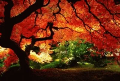 otoÃ±o jigsaw puzzle