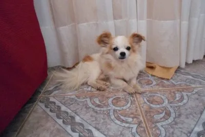fofynho