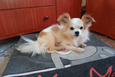 fofynho